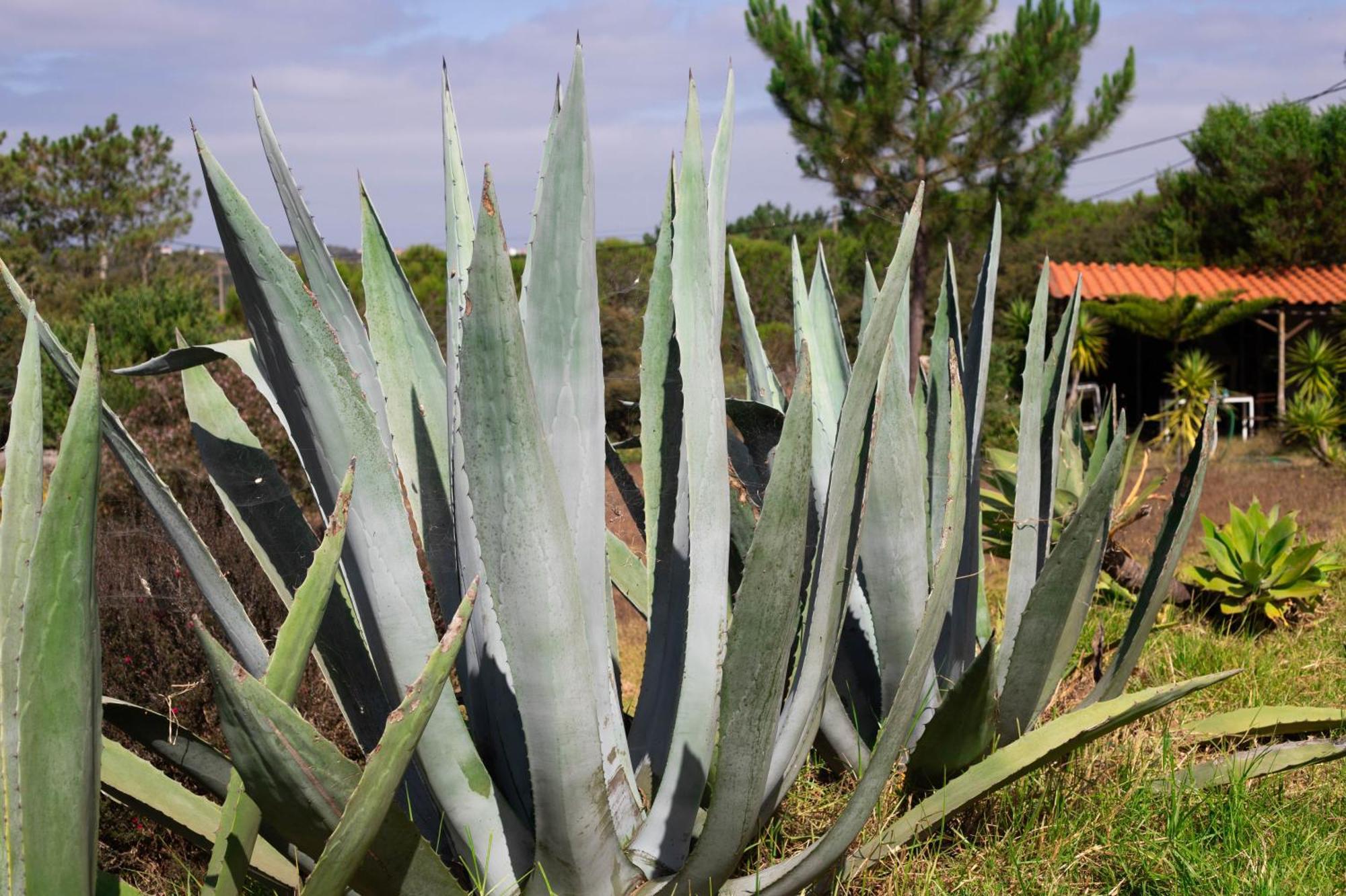 Monte Da Urze Aljezur - Agroturismo Exterior foto