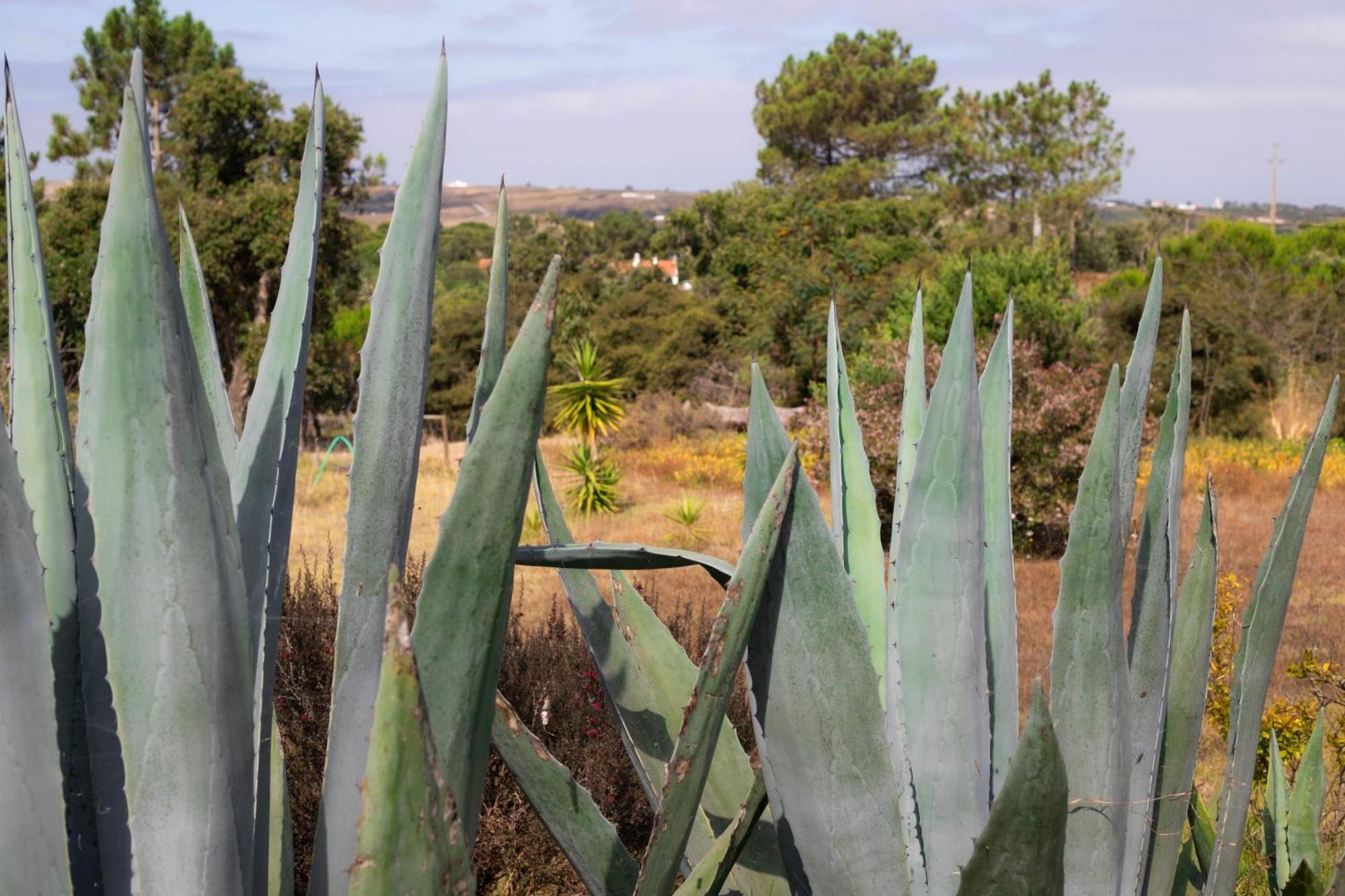 Monte Da Urze Aljezur - Agroturismo Exterior foto